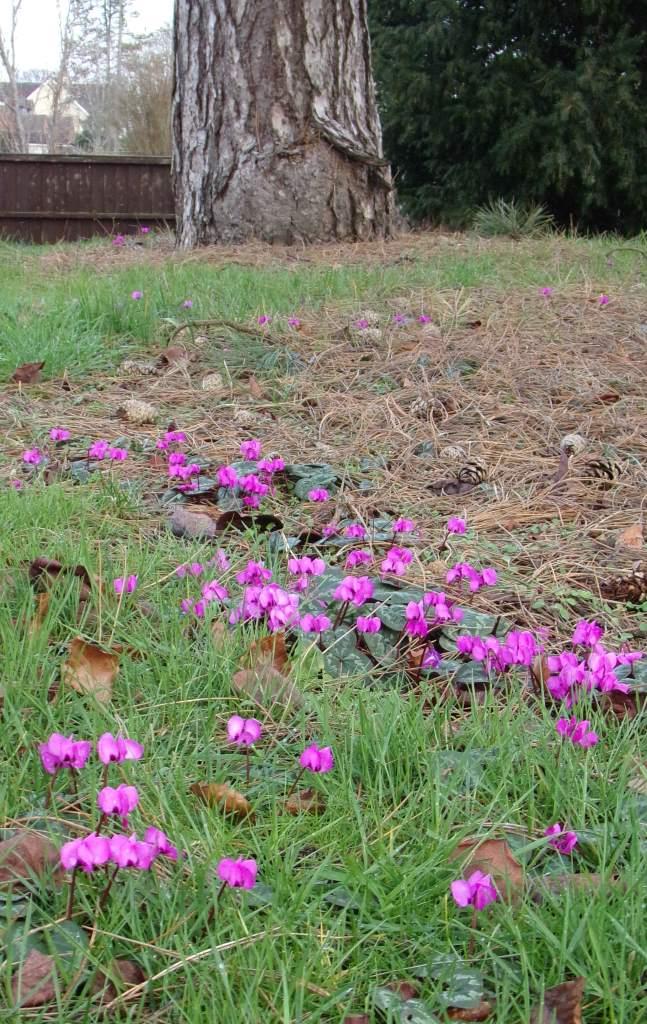 Cyclamen in churchyard January 2019